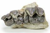 Fossil Titanothere (Megacerops) Partial Maxilla - South Dakota #300033-1